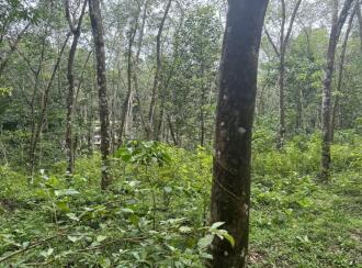 Residential Land for Sale in Pathanamthitta, Ranni, Nellikkamon