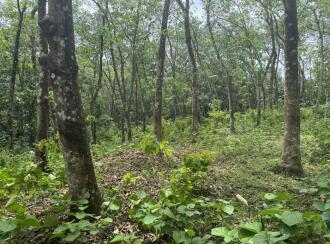 Residential Land for Sale in Pathanamthitta, Ranni, Nellikkamon