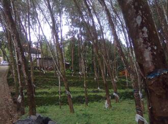 Agricultural Land for Sale in Kottayam, Pala, Kidangoor