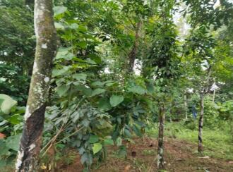 Residential Land for Sale in Ernakulam, Koothattukulam, Koothattukulam town