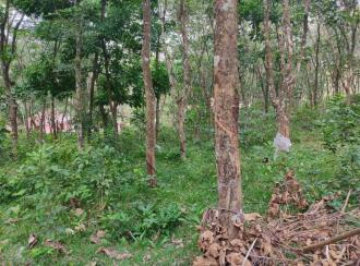 കൃഷി ഭൂമി വില്പനയ്ക്ക് Pathanamthitta, Mallappally, Nedungadappally, Marickal