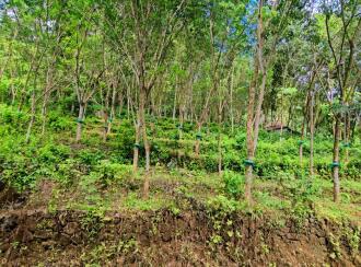 Agricultural Land for Sale in Pathanamthitta, Pathanamthitta, Thonniamala, Thonniamala Anganavadi