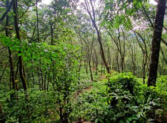 Agricultural Land for Sale in Pathanamthitta, Pathanamthitta, Thonniamala, Thonniamala Anganavadi