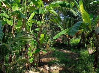 Residential Land for Sale in Kottayam, Kumarakom, Cheepunkal, Kaipuzhamuttu bridge