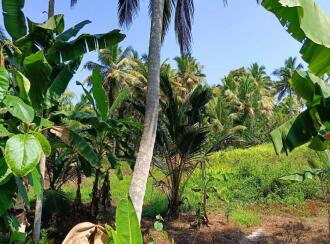 Residential Land for Sale in Kottayam, Kumarakom, Cheepunkal, Kaipuzhamuttu bridge