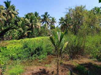 Residential Land for Sale in Kottayam, Kumarakom, Cheepunkal, Kaipuzhamuttu bridge