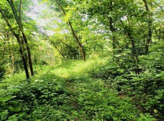 Agricultural Land for Sale in Kannur, Thaliparamba, Therthally, Eruvatti