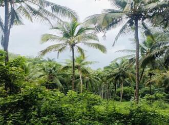 Agricultural Land for Sale in Kannur, Thaliparamba, Therthally, Eruvatti