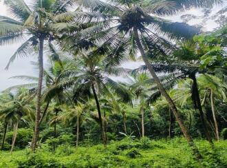 Agricultural Land for Sale in Kannur, Thaliparamba, Therthally, Eruvatti