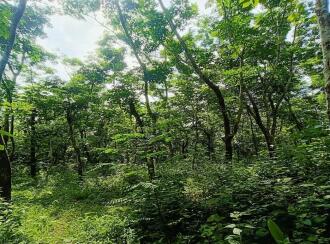 Agricultural Land for Sale in Kannur, Thaliparamba, Therthally, Eruvatti