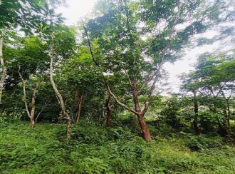Agricultural Land for Sale in Kannur, Thaliparamba, Therthally, Eruvatti