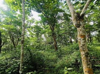Agricultural Land for Sale in Kannur, Thaliparamba, Therthally, Eruvatti