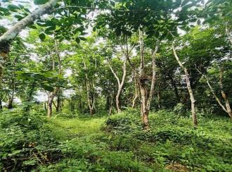 Agricultural Land for Sale in Kannur, Thaliparamba, Therthally, Eruvatti