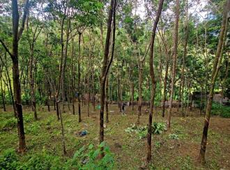 Residential Land for Sale in Pathanamthitta, Ranni, Vechoochira, Mannadisala, Paruva