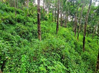 Residential Land for Sale in Pathanamthitta, Ranni, Vechoochira, Mannadisala, Paruva