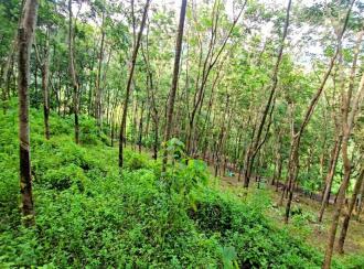 Residential Land for Sale in Pathanamthitta, Ranni, Vechoochira, Mannadisala, Paruva