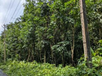 Agricultural Land for Sale in Pathanamthitta, Mallappally, Kalloopara, Iykarapady Cross Shrine to Sasthankal road