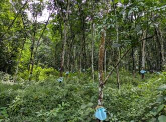 Agricultural Land for Sale in Pathanamthitta, Mallappally, Kalloopara, Iykarapady Cross Shrine to Sasthankal road