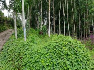 Residential Land for Sale in Pathanamthitta, Adoor, Thatta , Poathnaad junction, thatta adoor road