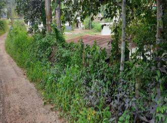 Residential Land for Sale in Pathanamthitta, Adoor, Thatta , Poathnaad junction, thatta adoor road