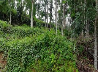 Residential Land for Sale in Pathanamthitta, Adoor, Thatta , Poathnaad junction, thatta adoor road