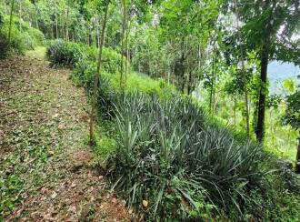 Residential House Villa for Sale in Kottayam, Pala, Kollappally, elivaly