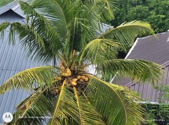 Residential Apartment for Sale in Thrissur, Thrissur, Koorkkancherry, Vadookara, Haritha Homes.