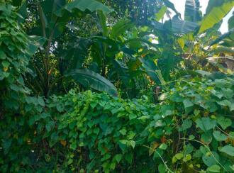 Residential Land for Sale in Thrissur, Thrissur, Tholur