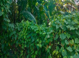 Residential Land for Sale in Thrissur, Thrissur, Tholur