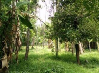 Commercial Land for SaleThrissur, Kuriachira, Kuriachira