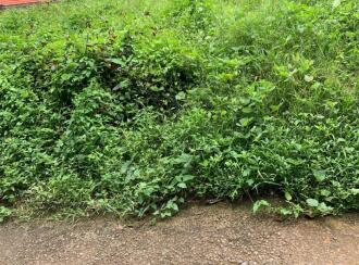 Residential Land for Sale in Pathanamthitta, Thiruvalla, Pullad, Pullad