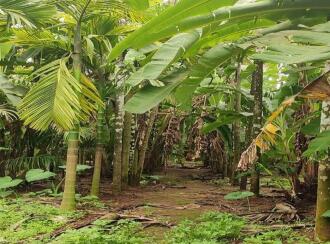 Residential Land for Sale in Palakkad, Pattambi, Pattambi, Nhangattiri