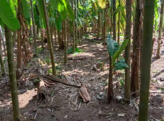 Residential Land for Sale in Palakkad, Pattambi, Pattambi, Nhangattiri