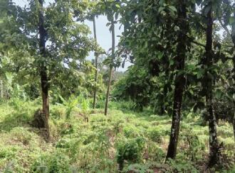 Residential Land for Sale in Ernakulam, Muvattupuzha, Pezhakkappilly