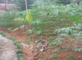 Residential Land for Sale in Kottayam, Vaikom, Vaikom, Kothanelloor