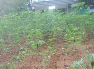 Residential Land for Sale in Kottayam, Vaikom, Vaikom, Kothanelloor