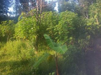 Residential Land for Sale in Kottayam, Vaikom, Vaikom, Kothanelloor