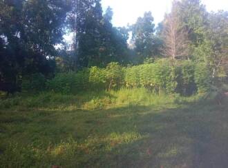 Residential Land for Sale in Kottayam, Vaikom, Vaikom, Kothanelloor