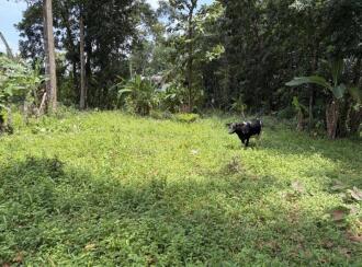Residential Land for Sale in Kottayam, Ettumanoor, Ettumanoor