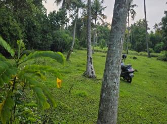 Residential Land for Sale in Alleppey, Cherthala, Thiruvizha, Sri krishnapuram road,west of adivaaram today shop ,thiruvizha