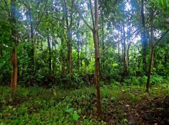 Residential Land for Sale in Ernakulam, Perumbavoor, Alattuchira, Alattuchira St. George Syro-Malabar Church