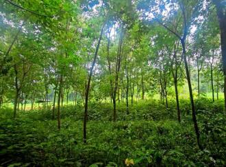 Residential Land for Sale in Ernakulam, Perumbavoor, Alattuchira, Alattuchira St. George Syro-Malabar Church