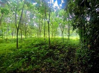 Residential Land for Sale in Ernakulam, Perumbavoor, Alattuchira, Alattuchira St. George Syro-Malabar Church