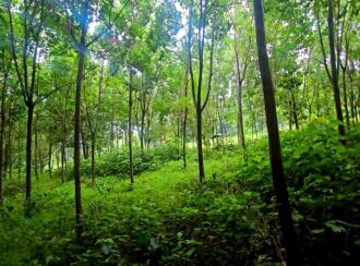 Residential Land for Sale in Ernakulam, Perumbavoor, Alattuchira, Alattuchira St. George Syro-Malabar Church