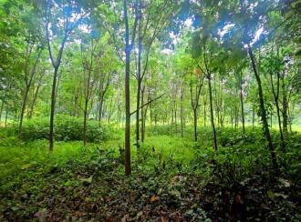 Residential Land for Sale in Ernakulam, Perumbavoor, Alattuchira, Alattuchira St. George Syro-Malabar Church