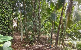 Commercial Land for Sale in Kottayam, Vakathanam, Njaliyakuzhy, Njaliyakuzhi Centre (on Manarcadu-Thengana Road)
