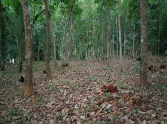 Residential Land for Sale in Kannur, Payyavoor, Paisakkary, Near Toddy Shop rad