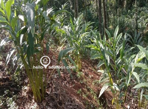 Agricultural Land for Sale