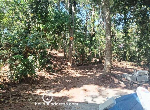 Pot area