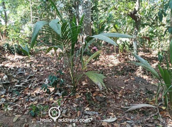 Plot area